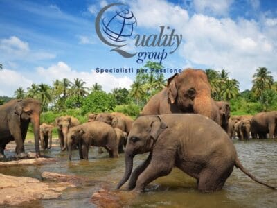 Un branco di elefanti si bagna in un fiume sotto un cielo azzurro e palme, catturando la bellezza selvaggia dello Sri Lanka. Logo del Quality Group sovrapposto.